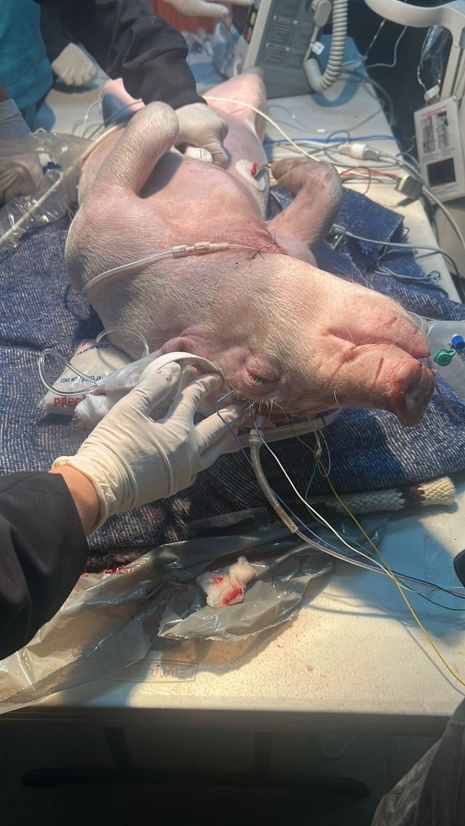 Taller de Cuidados Neurocríticos — foto 4